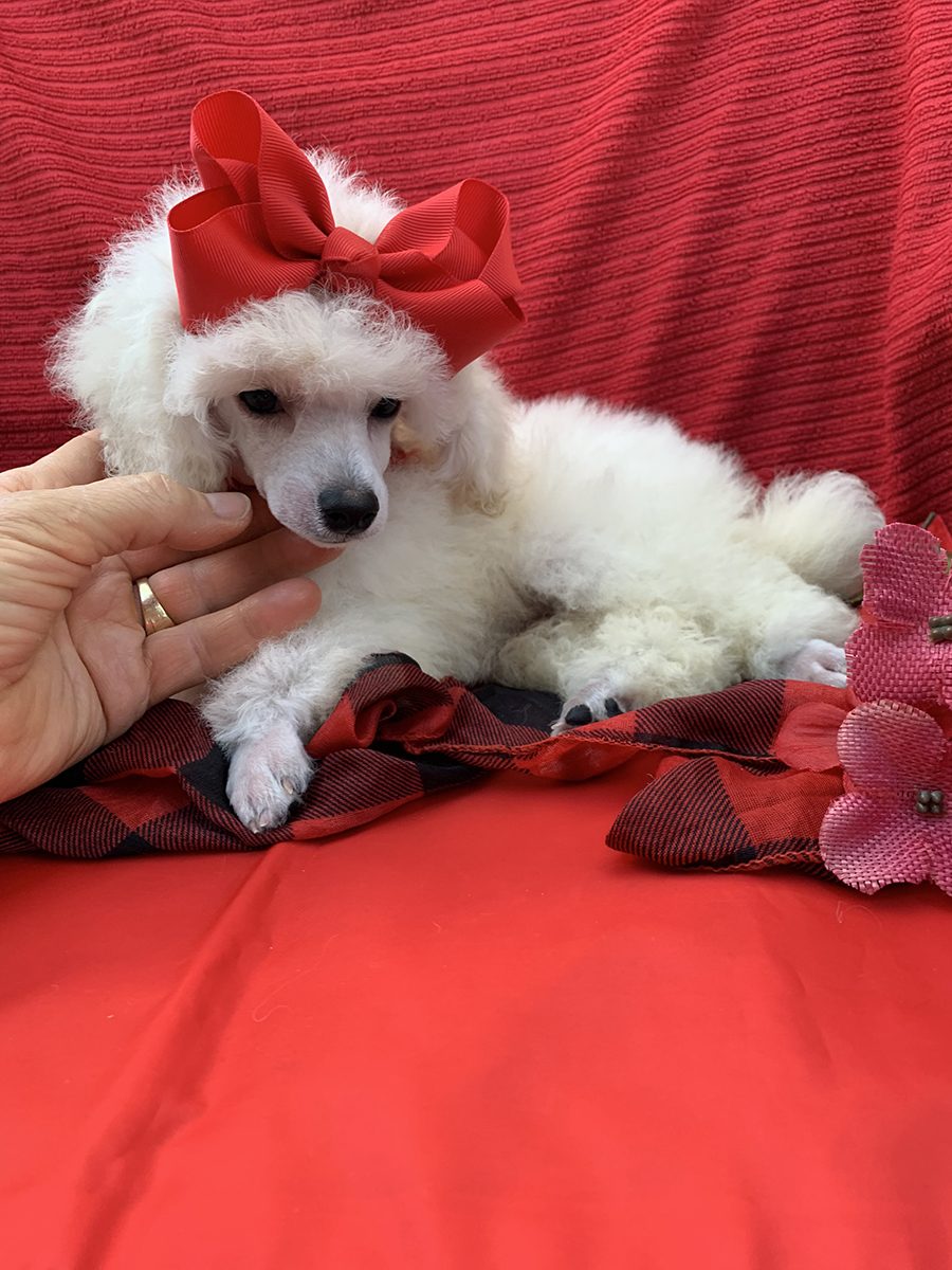 Poodles For Sale Kathy's House of Poodles