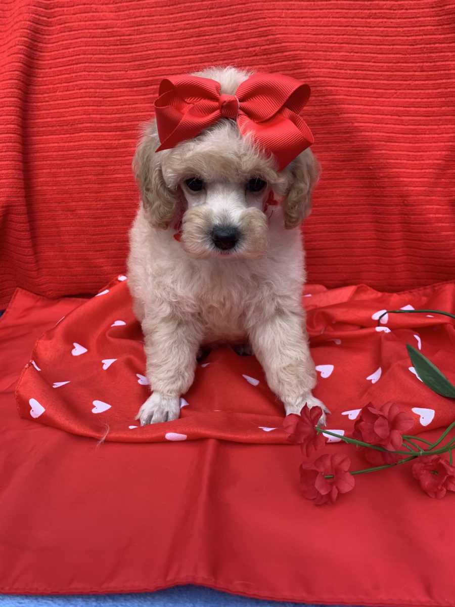 Poodles For Sale Kathy's House of Poodles