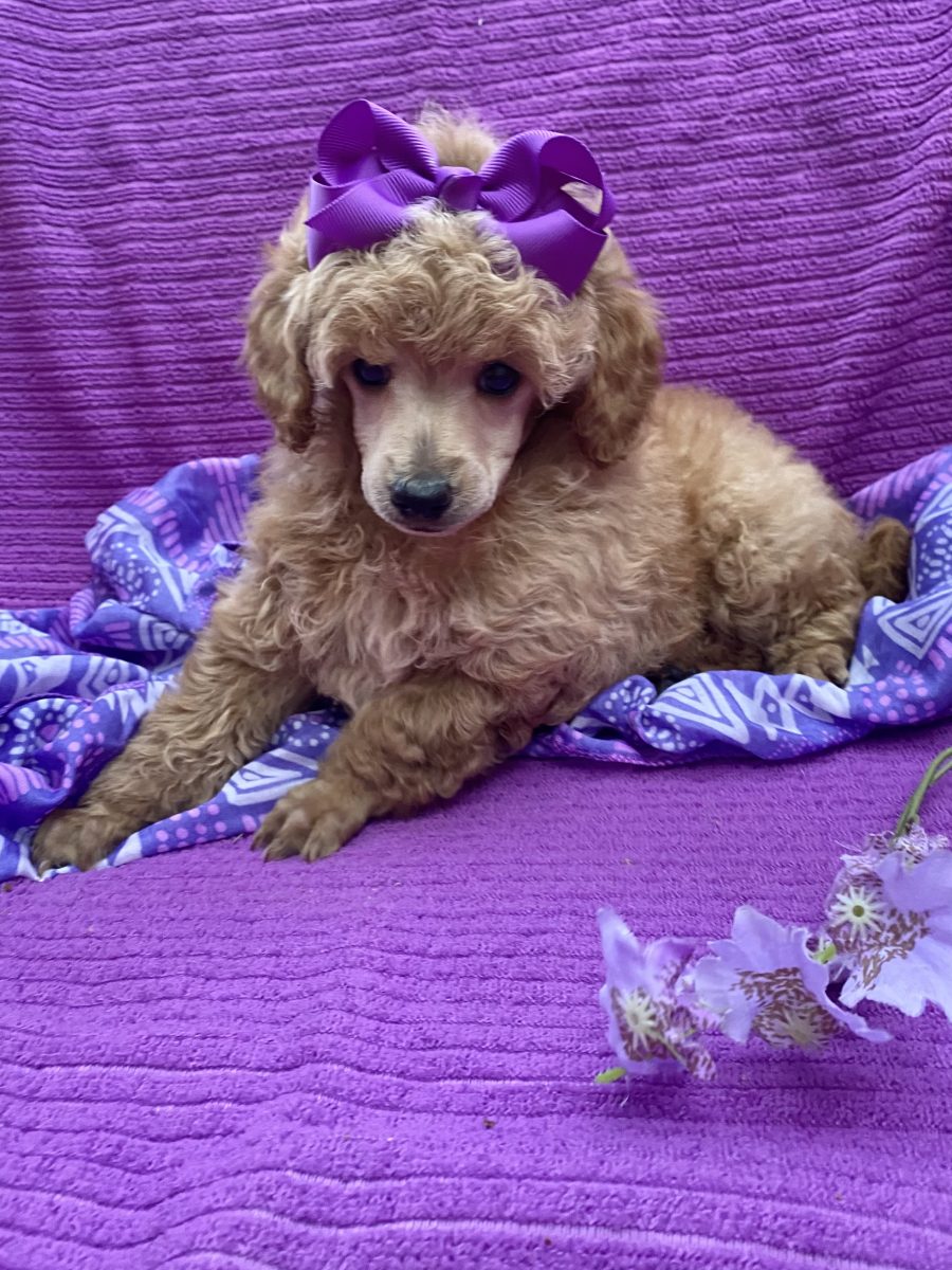 Poodles For Sale Kathy's House of Poodles